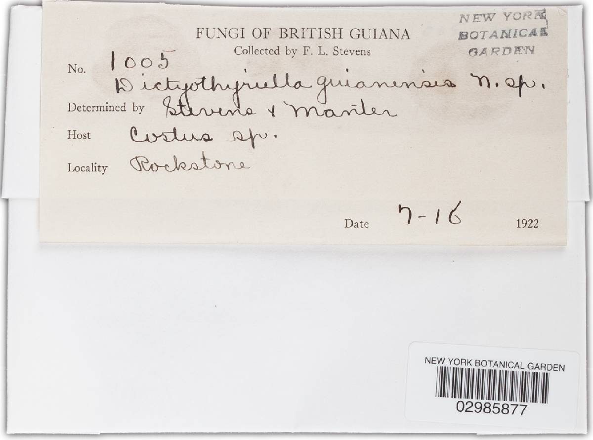 Dictyothyriella guianensis image