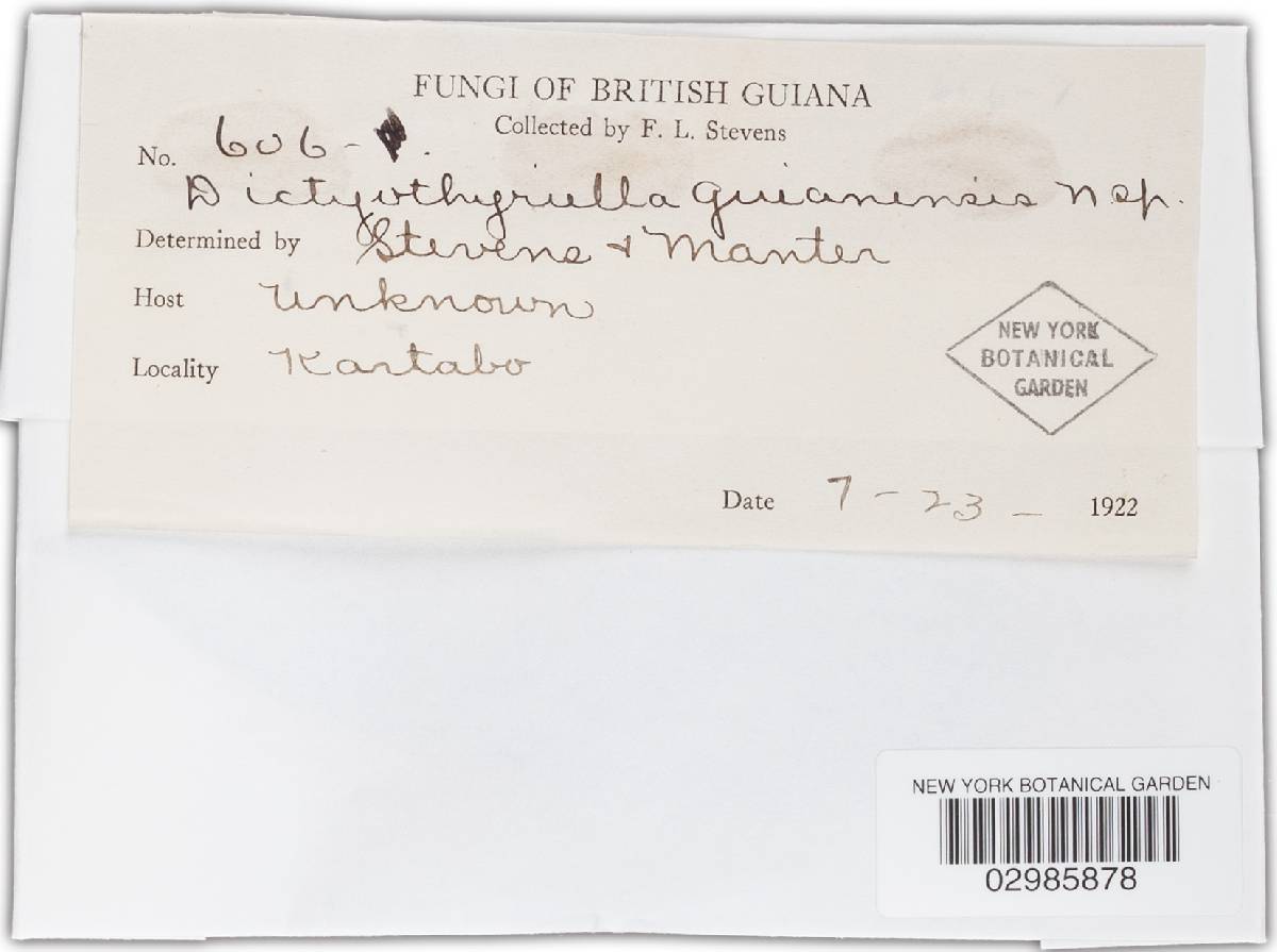 Dictyothyriella guianensis image