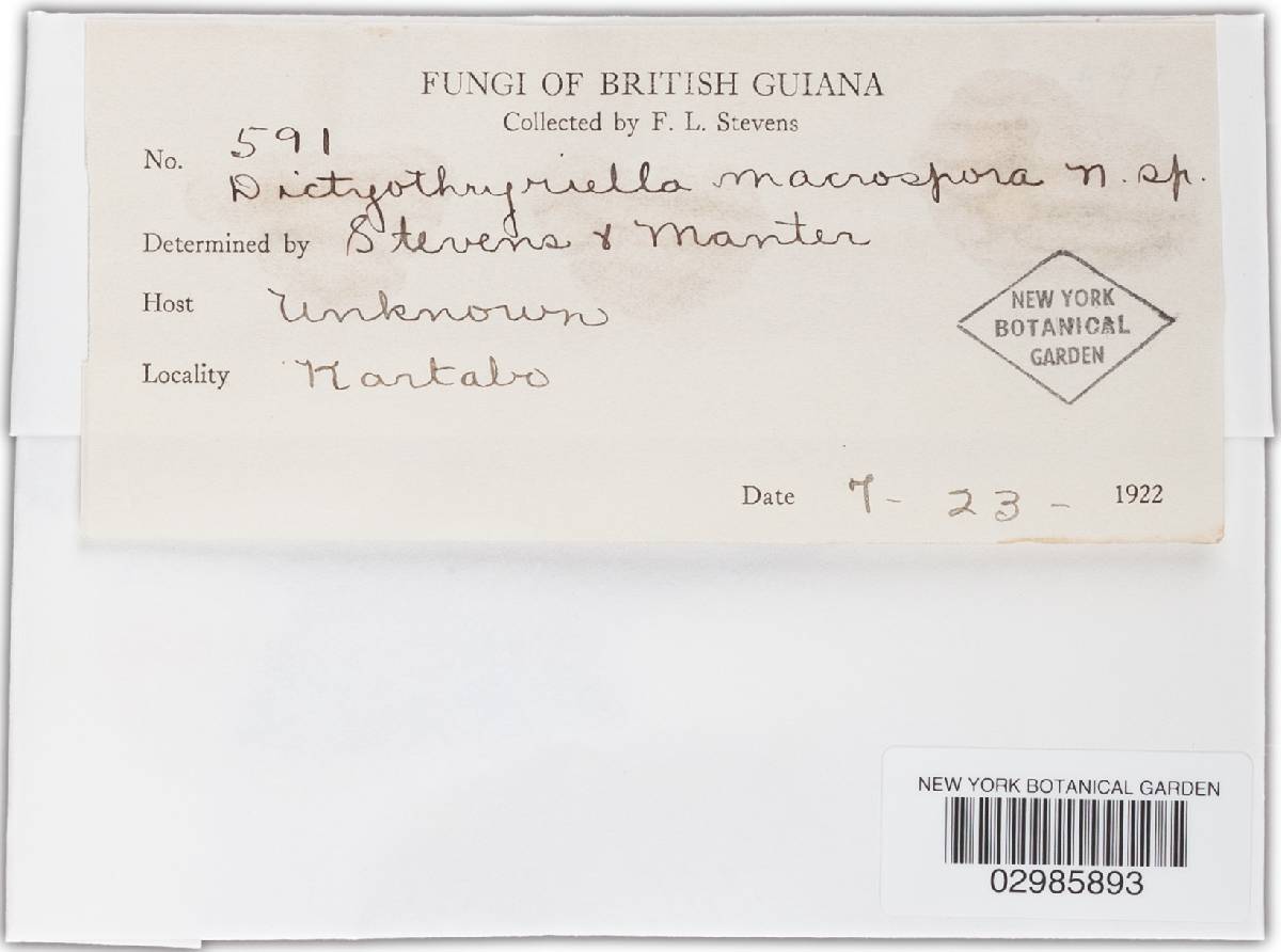 Dictyothyriella macromera image