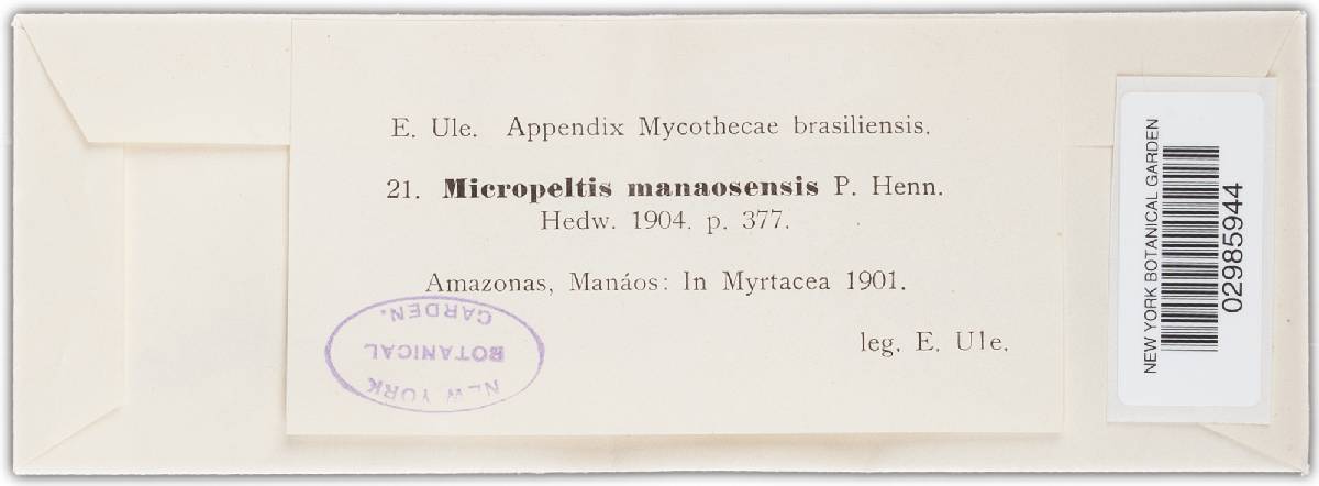 Micropeltis manaosensis image