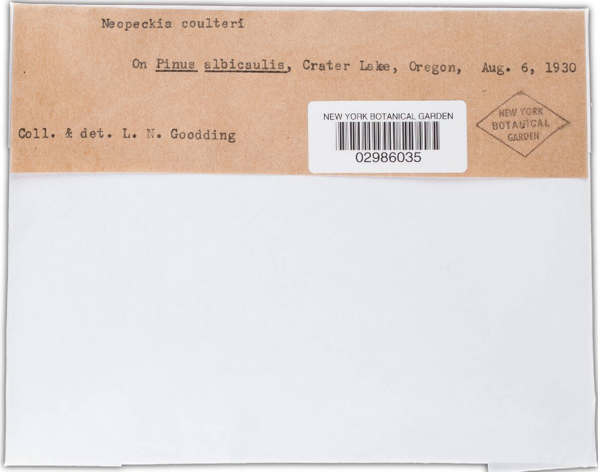 Neopeckia coulteri image