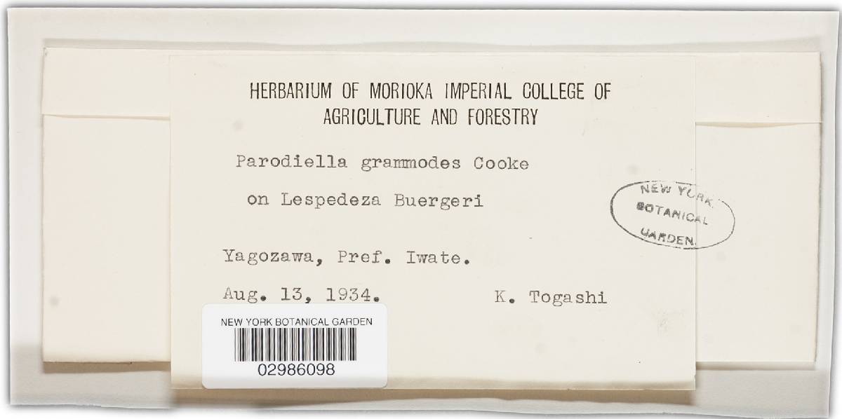Parodiellaceae image