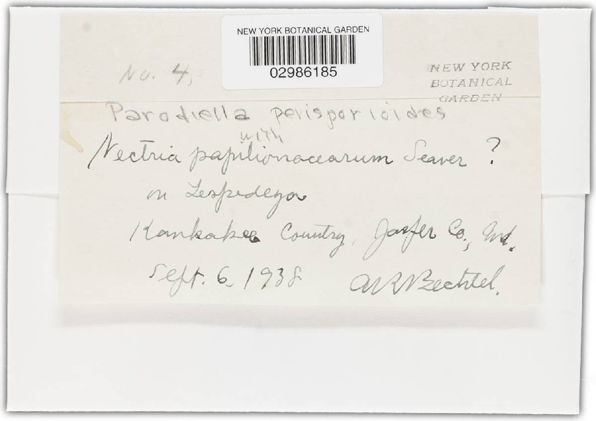 Parodiella perisporioides image