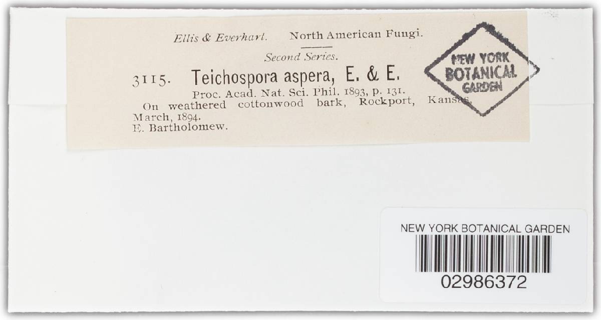 Chaetoplea aspera image