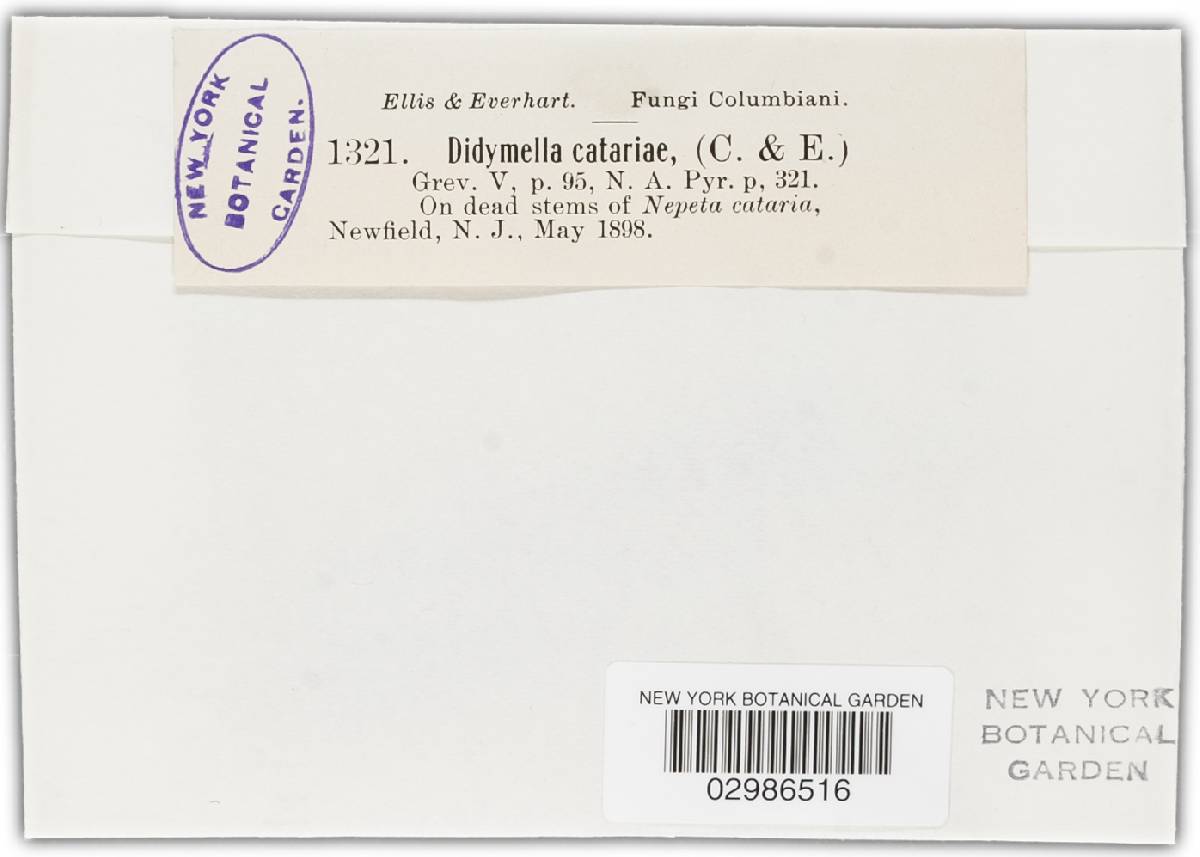 Didymella catariae image