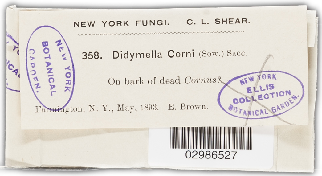 Pseudomassaria corni image
