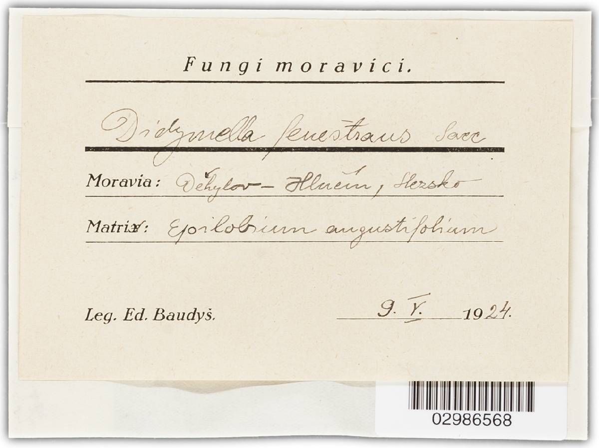 Fenestella fenestrata image