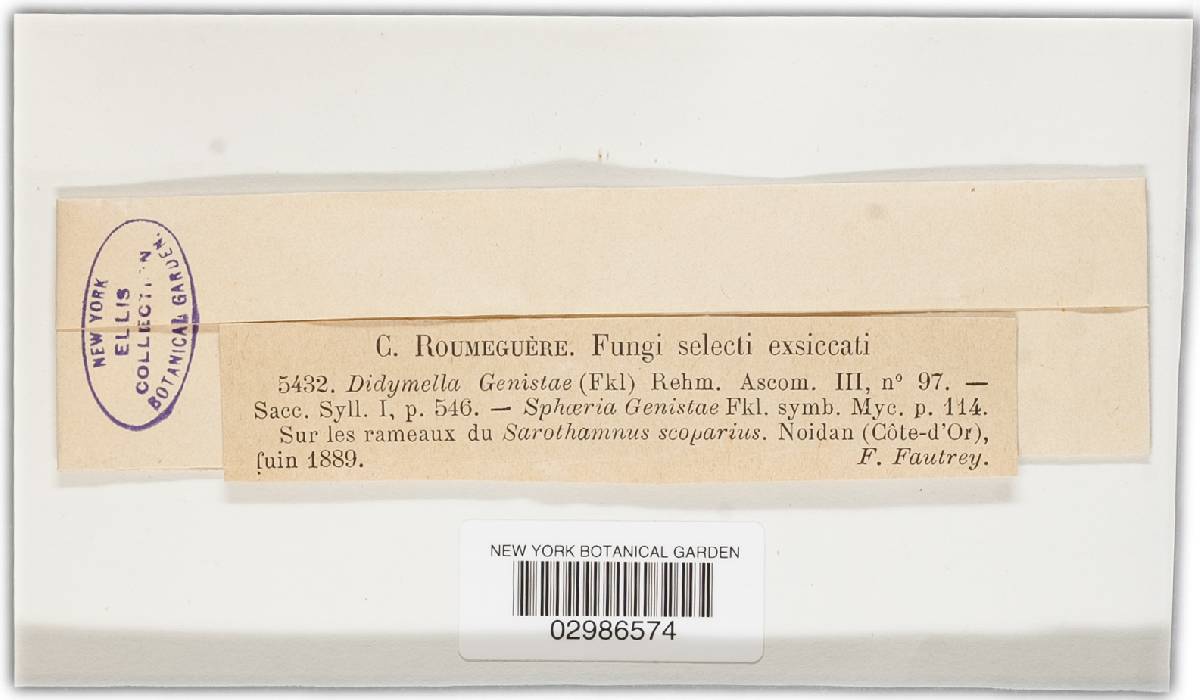Keissleriella genistae image