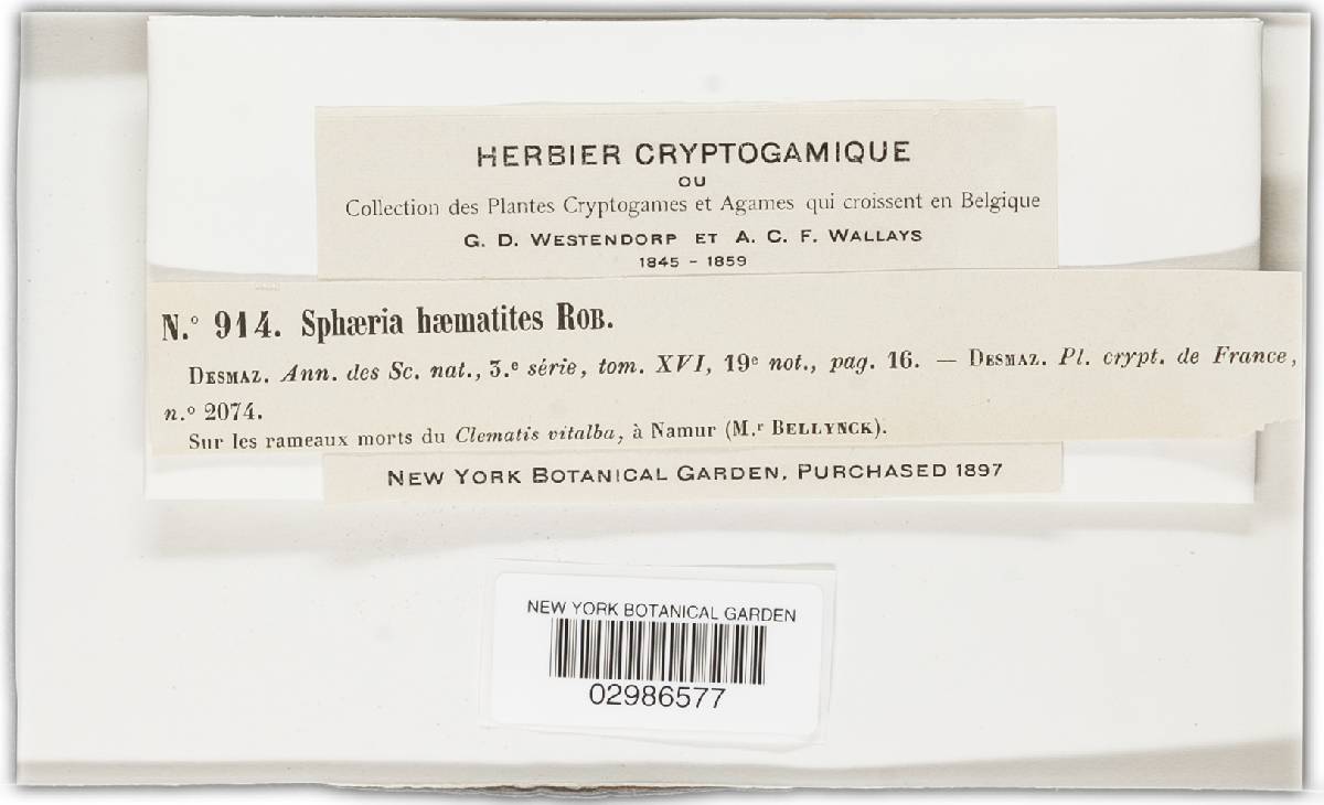 Leptosphaeria haematites image