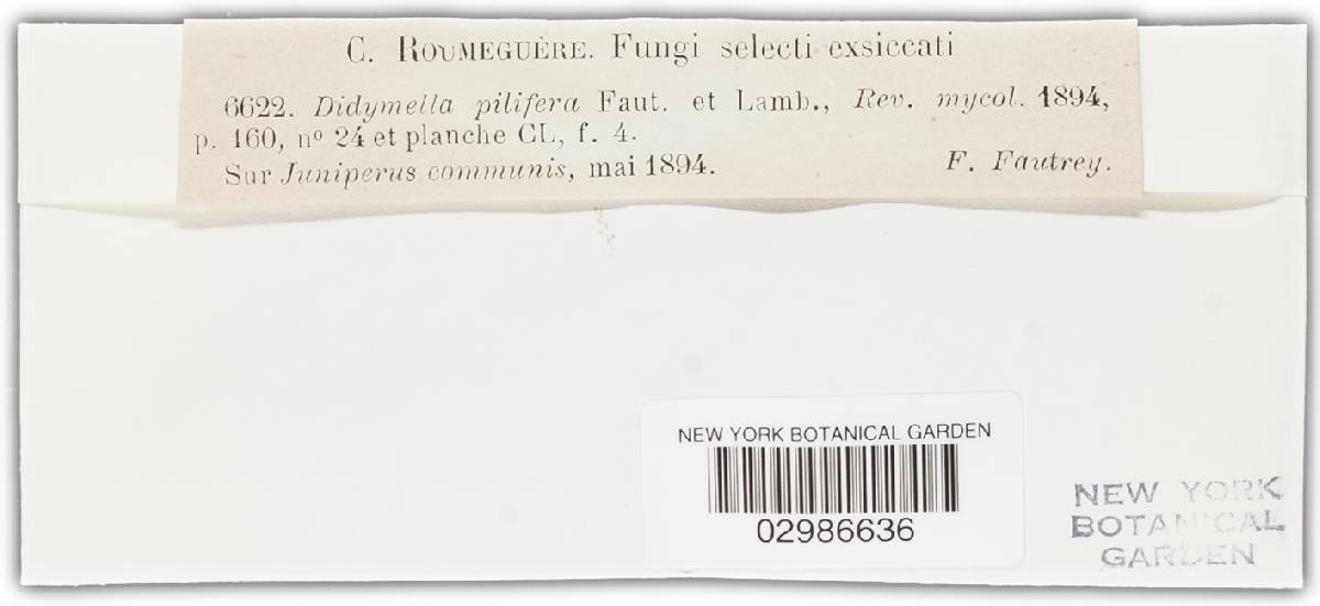 Didymella pilifera image