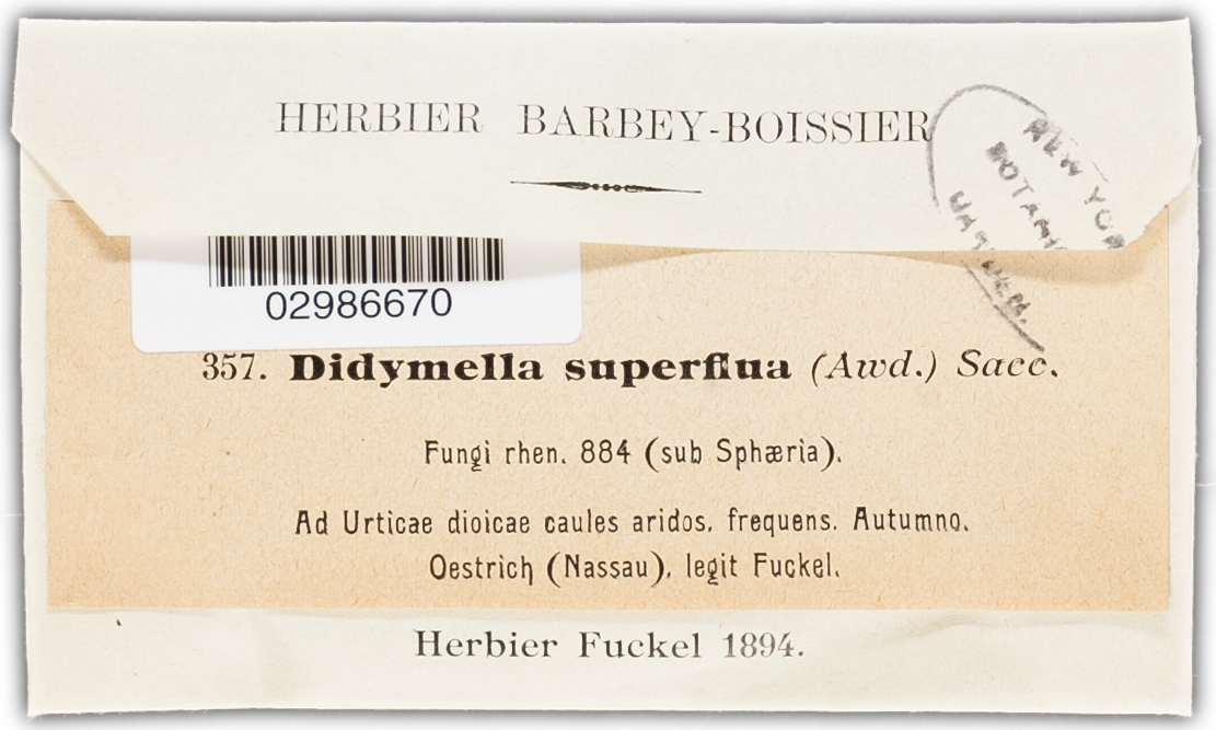 Mycosphaerella superflua image