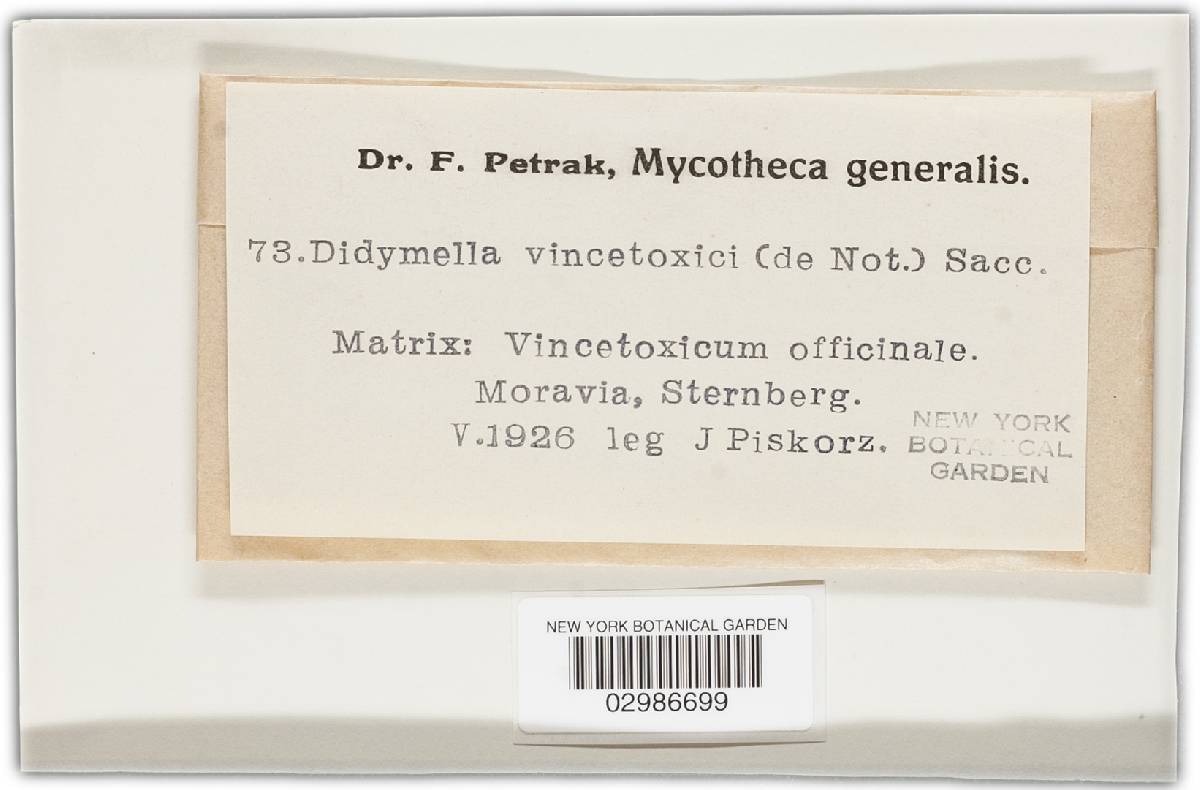 Didymella vincetoxici image