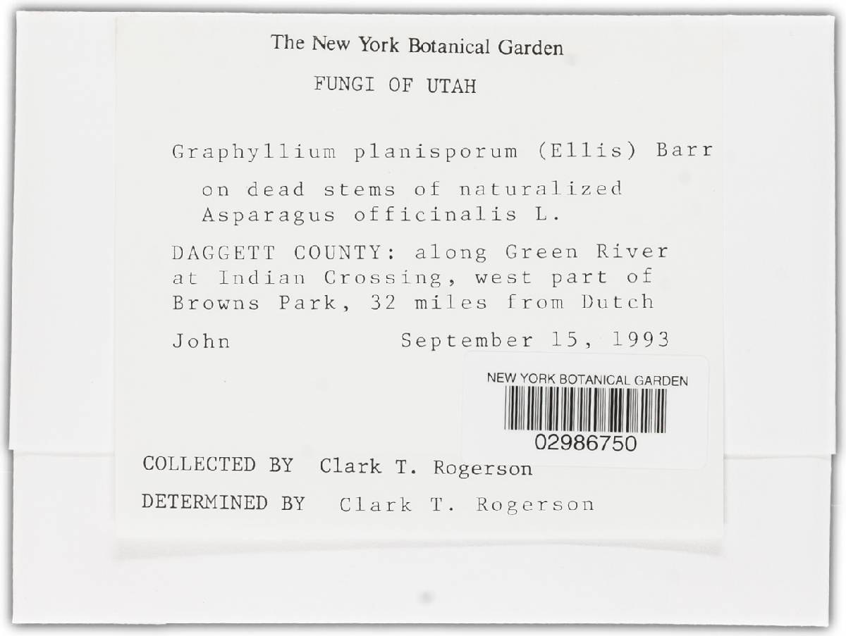 Graphyllium planispora image