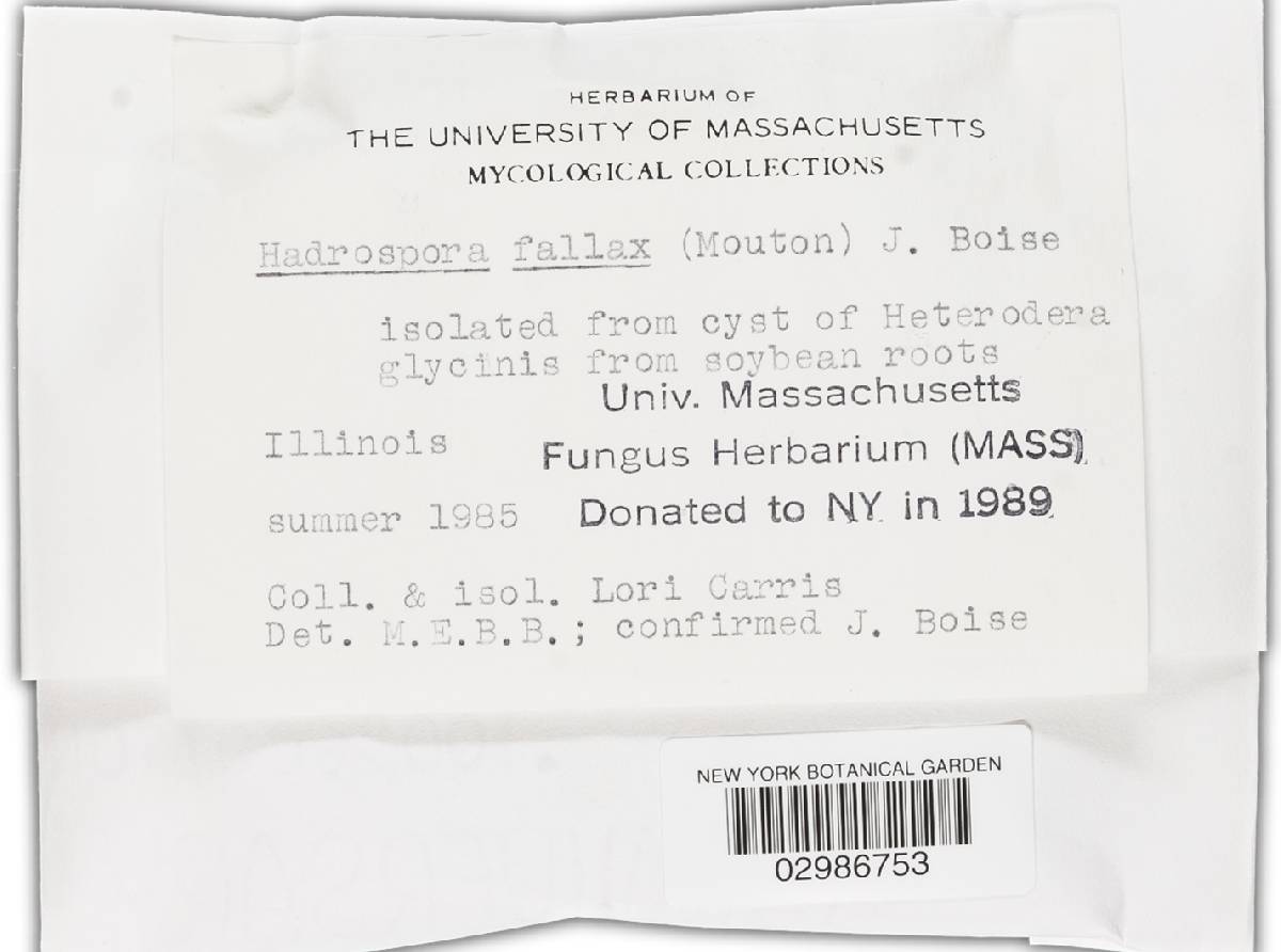 Hadrospora fallax image