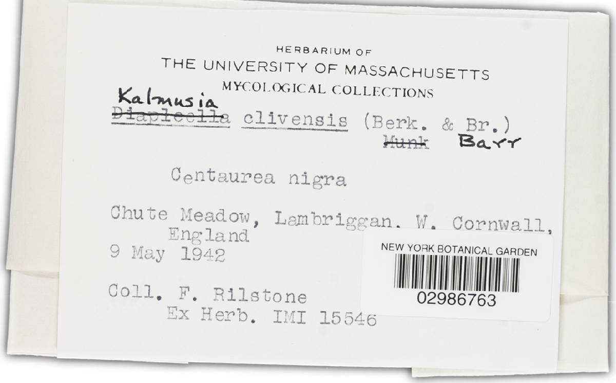 Kalmusia clivensis image