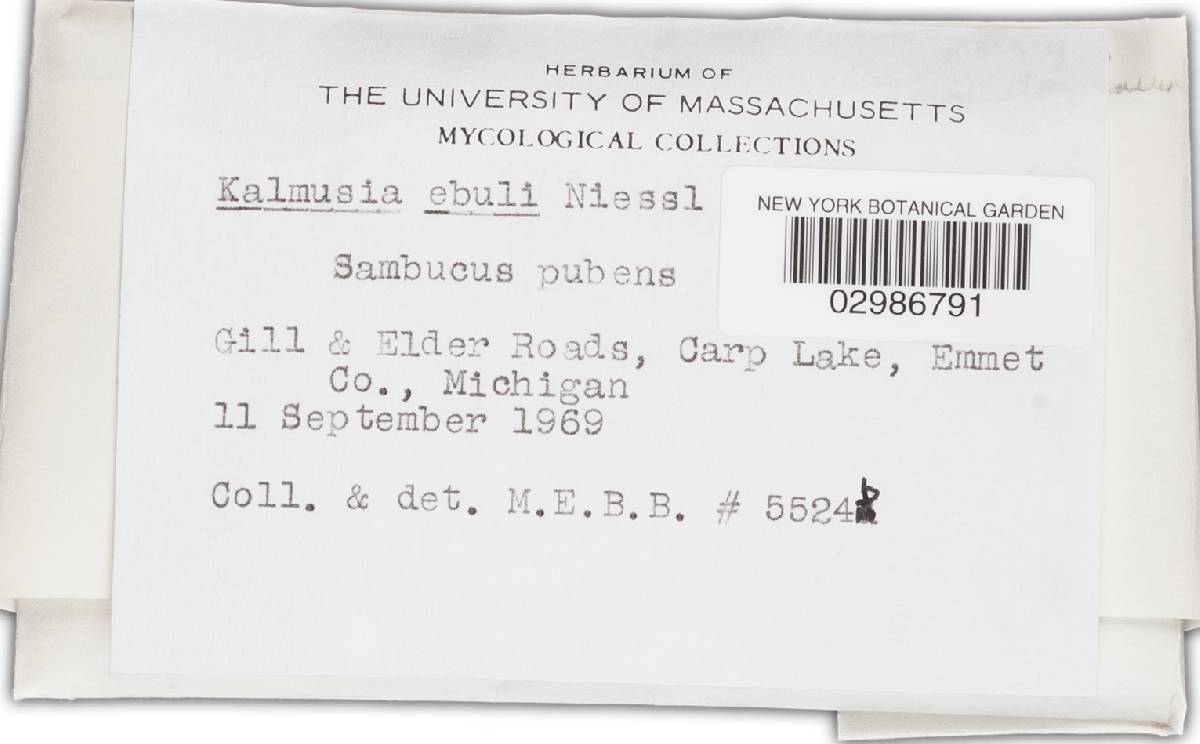 Kalmusia ebuli image