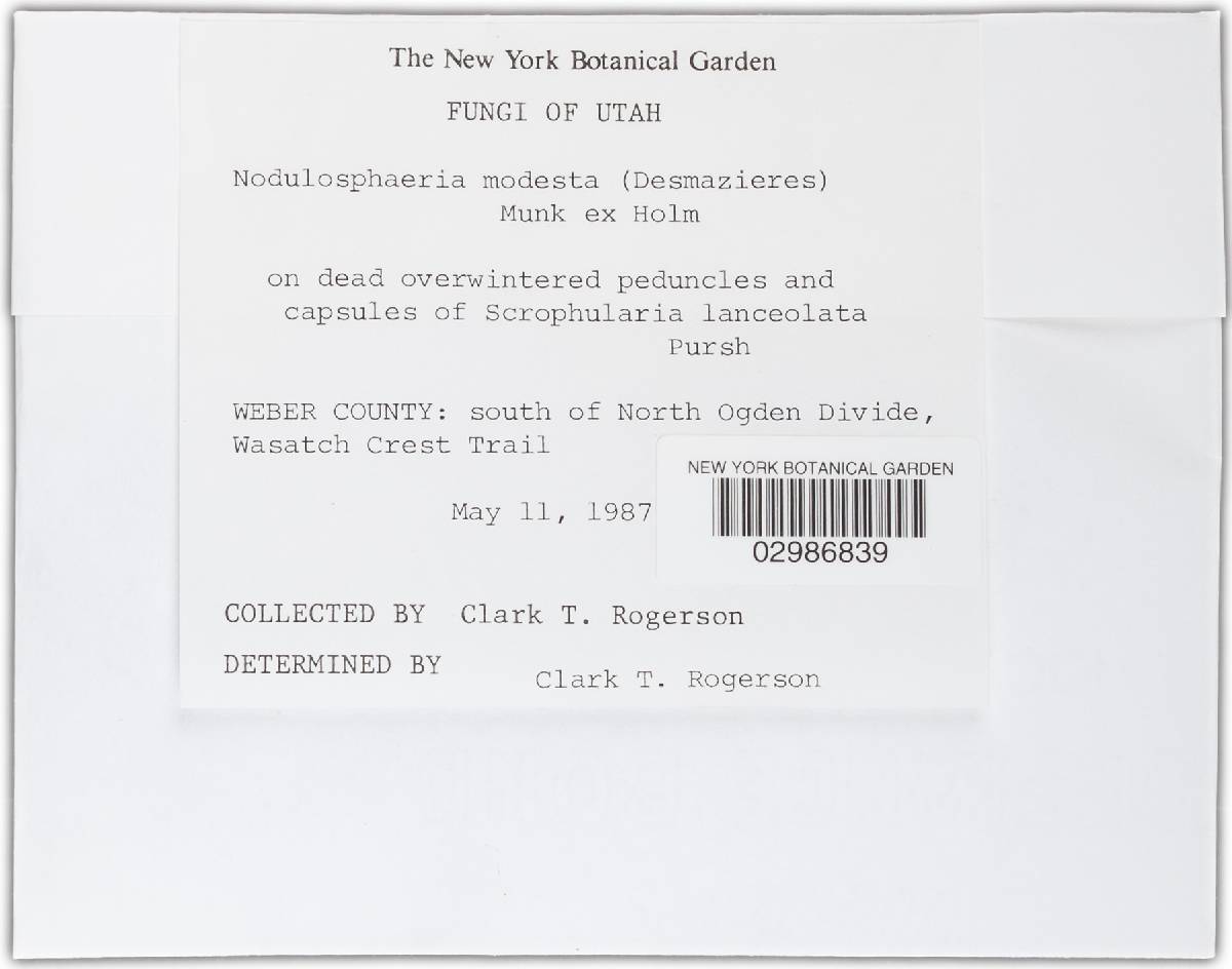Nodulosphaeria modesta image