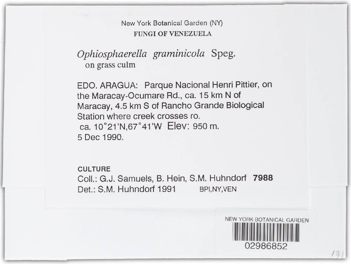 Ophiosphaerella graminicola image