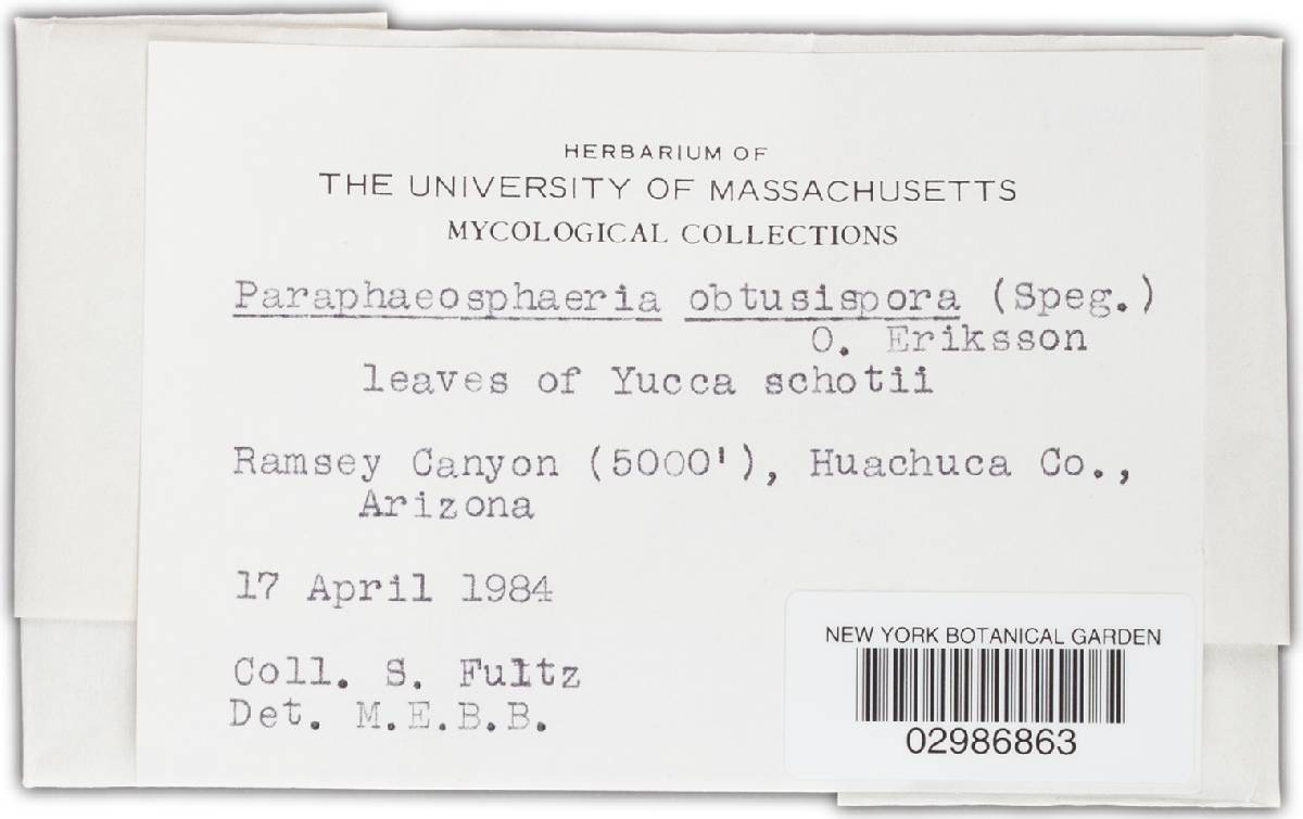 Phaeosphaeriopsis obtusispora image