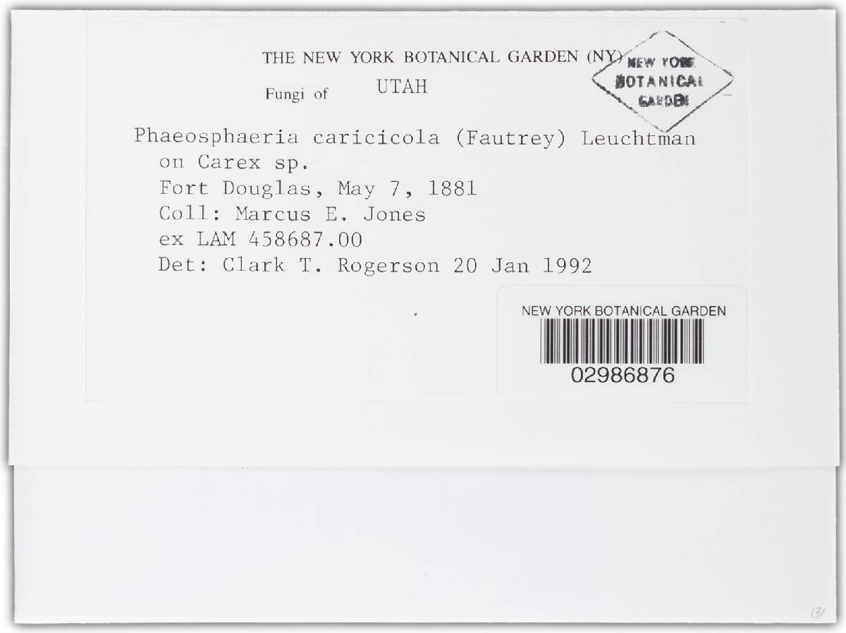 Phaeosphaeria caricicola image