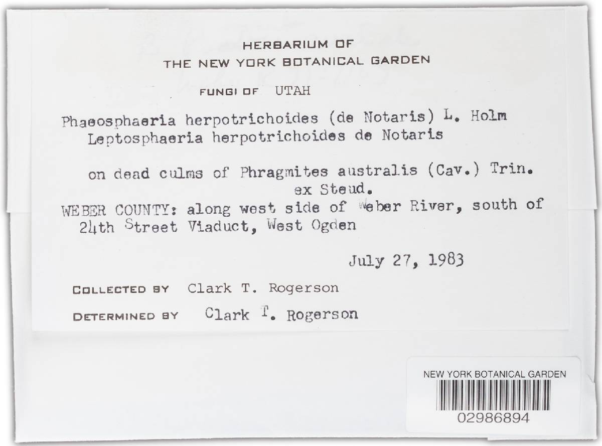 Phaeosphaeria herpotrichoides image