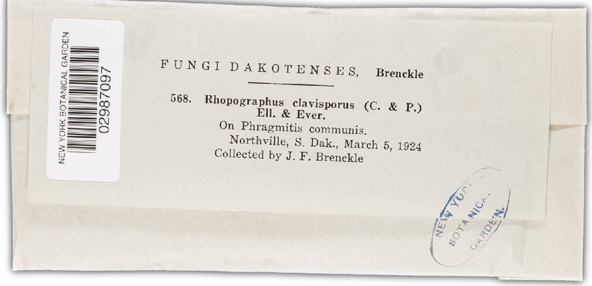 Rhopographus clavisporus image