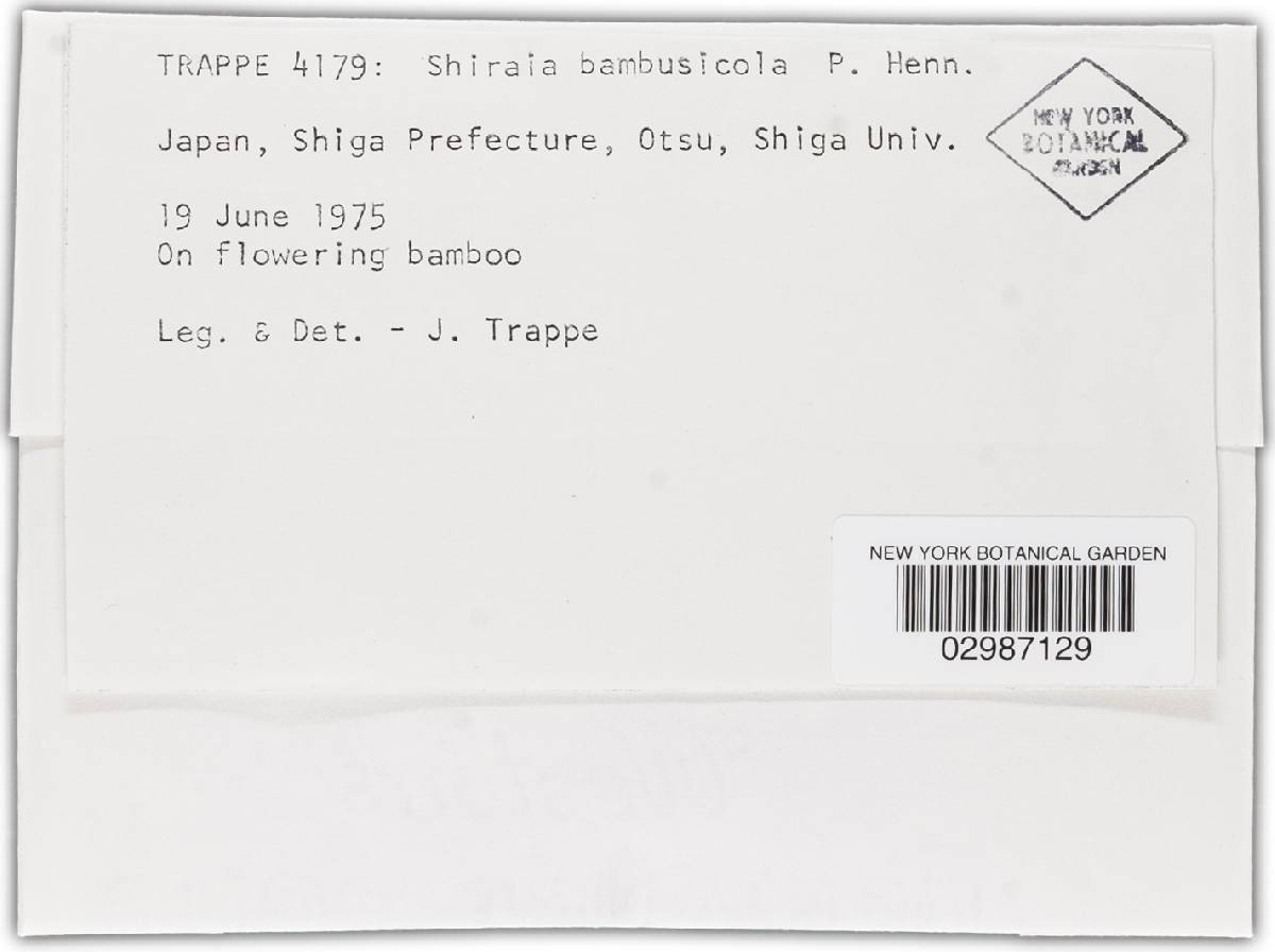 Shiraia bambusicola image