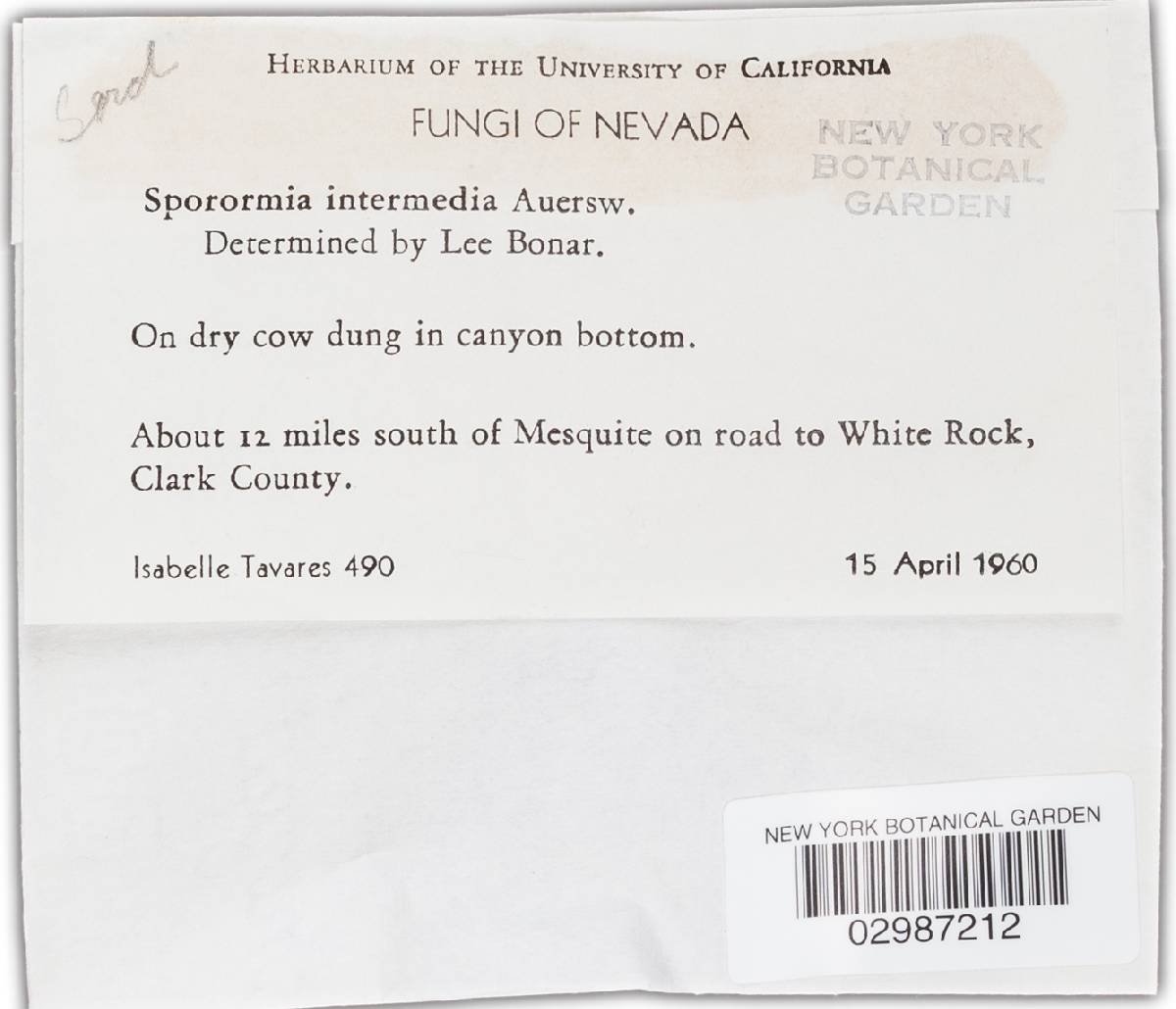 Sporormia intermedia image