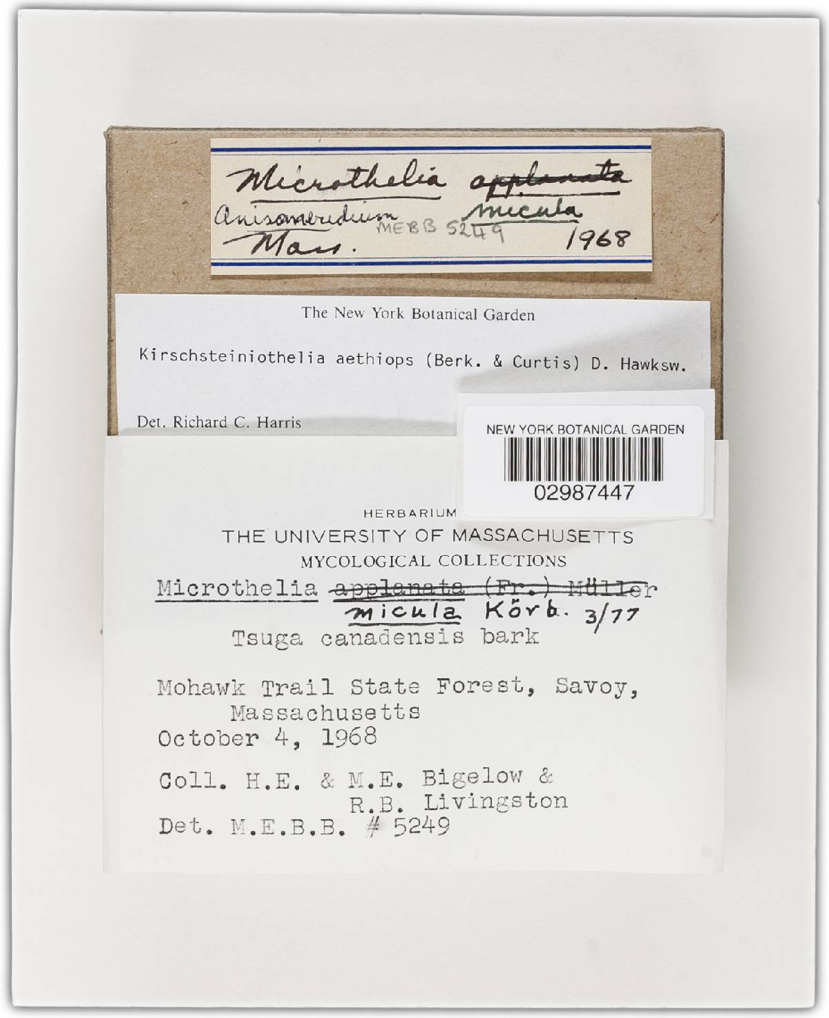 Kirschsteiniothelia aethiops image