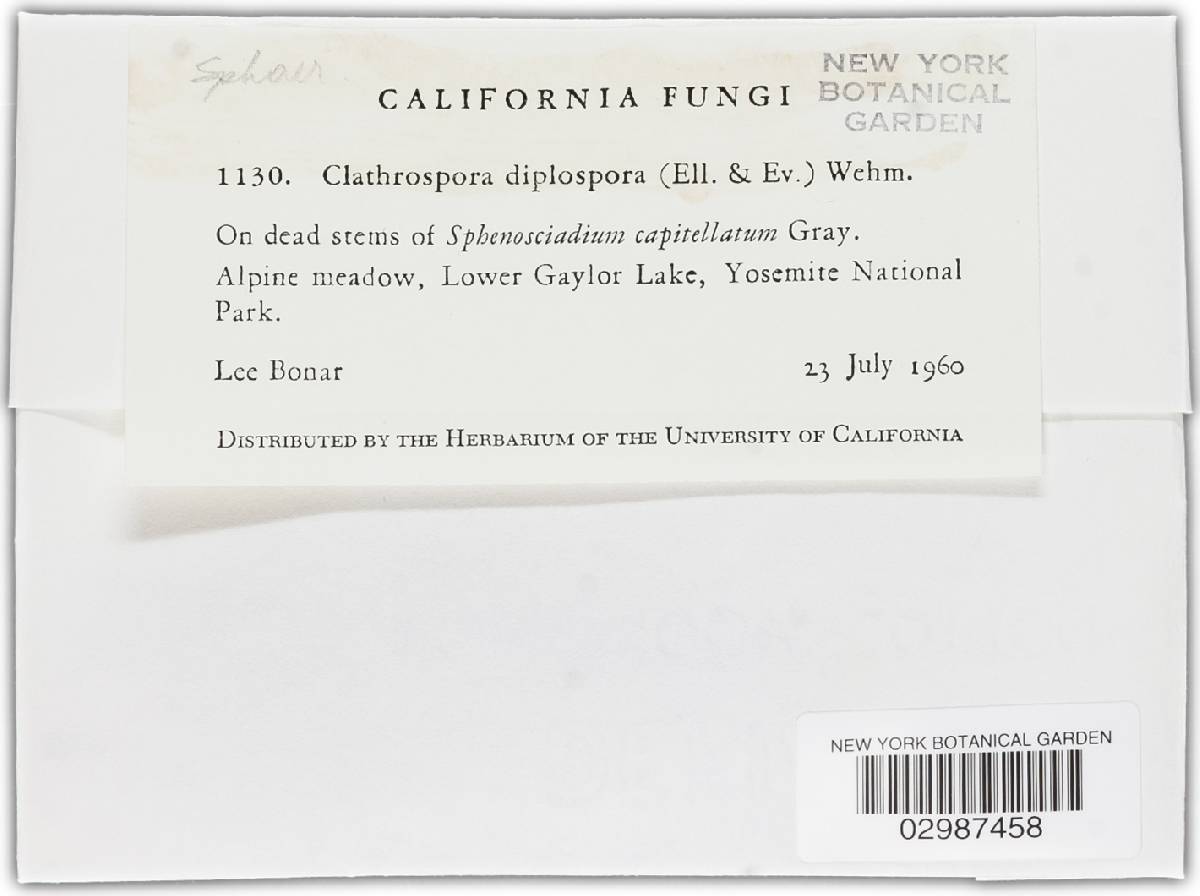 Clathrospora diplospora image