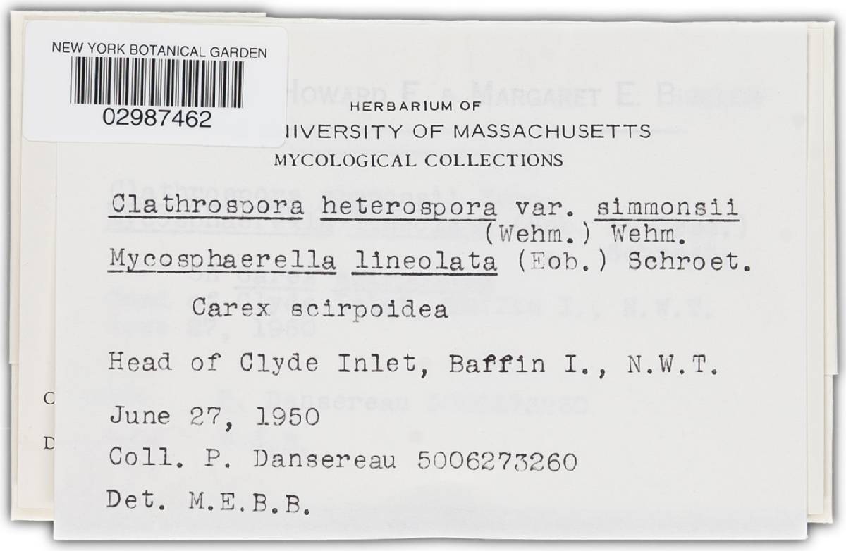 Clathrospora heterospora var. simmonsii image