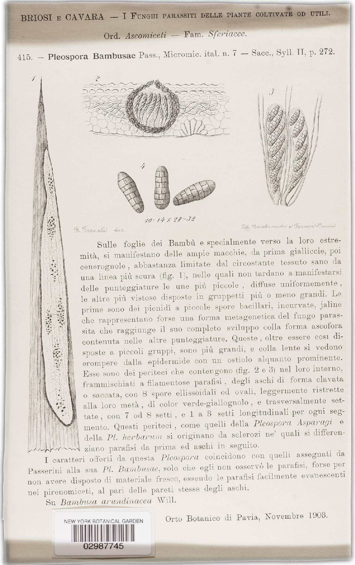 Pleospora bambusae image
