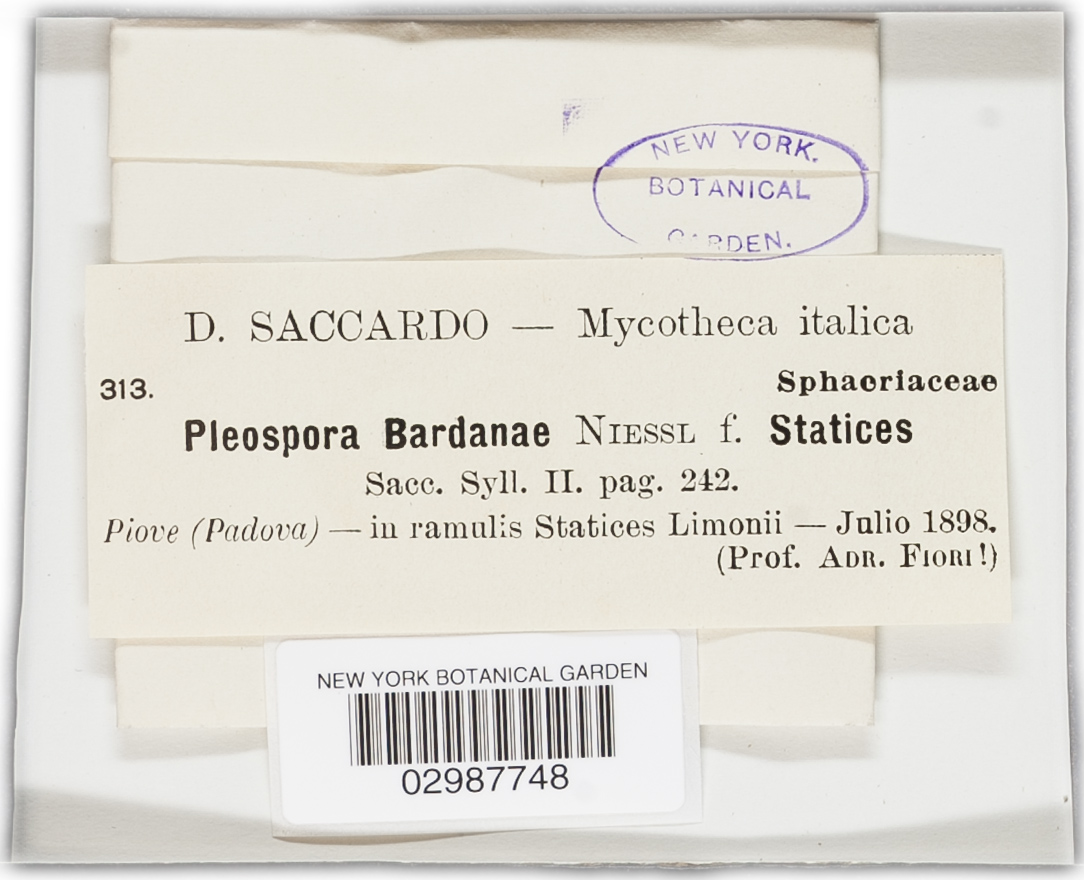 Pleospora bardanae image