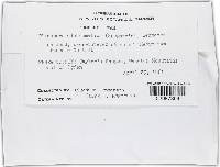 Pleospora dichromatricha image
