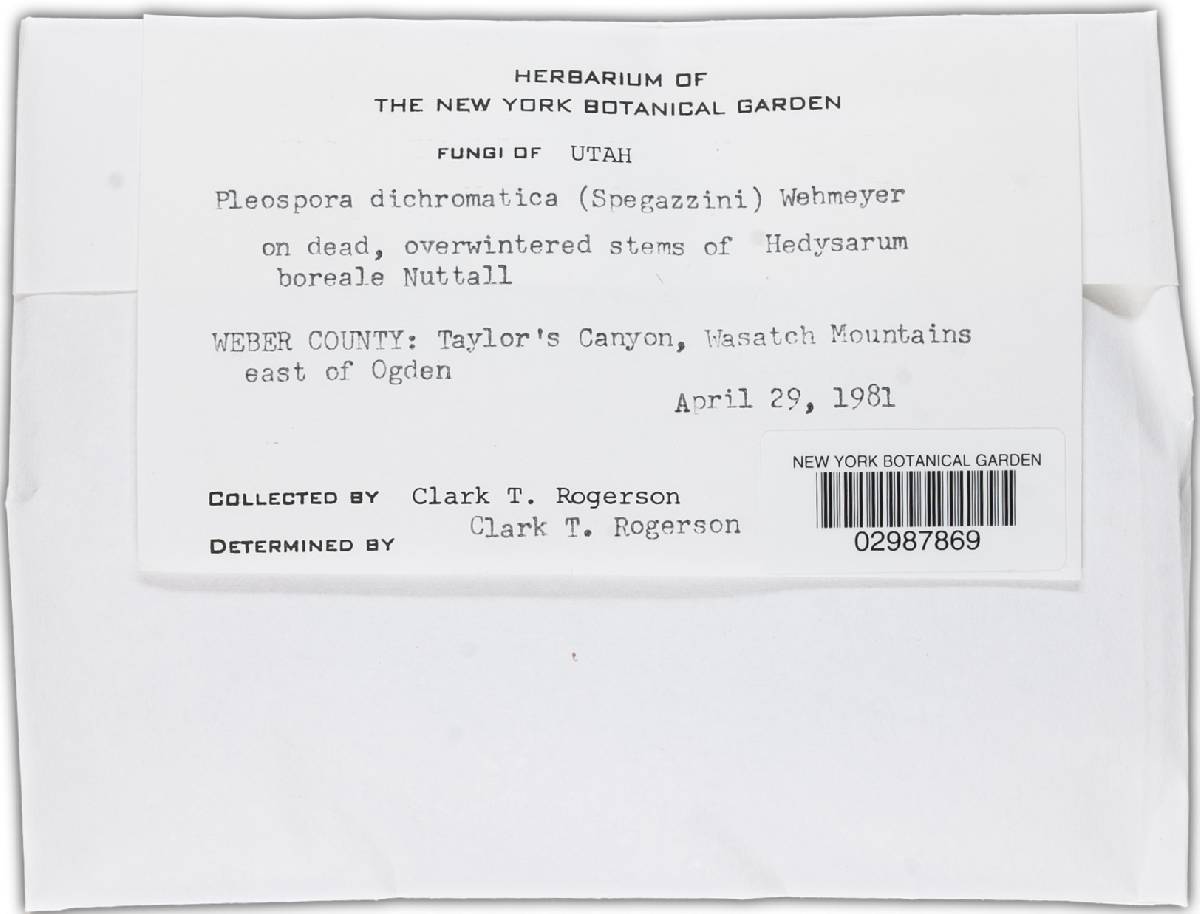 Pleospora dichromatricha image