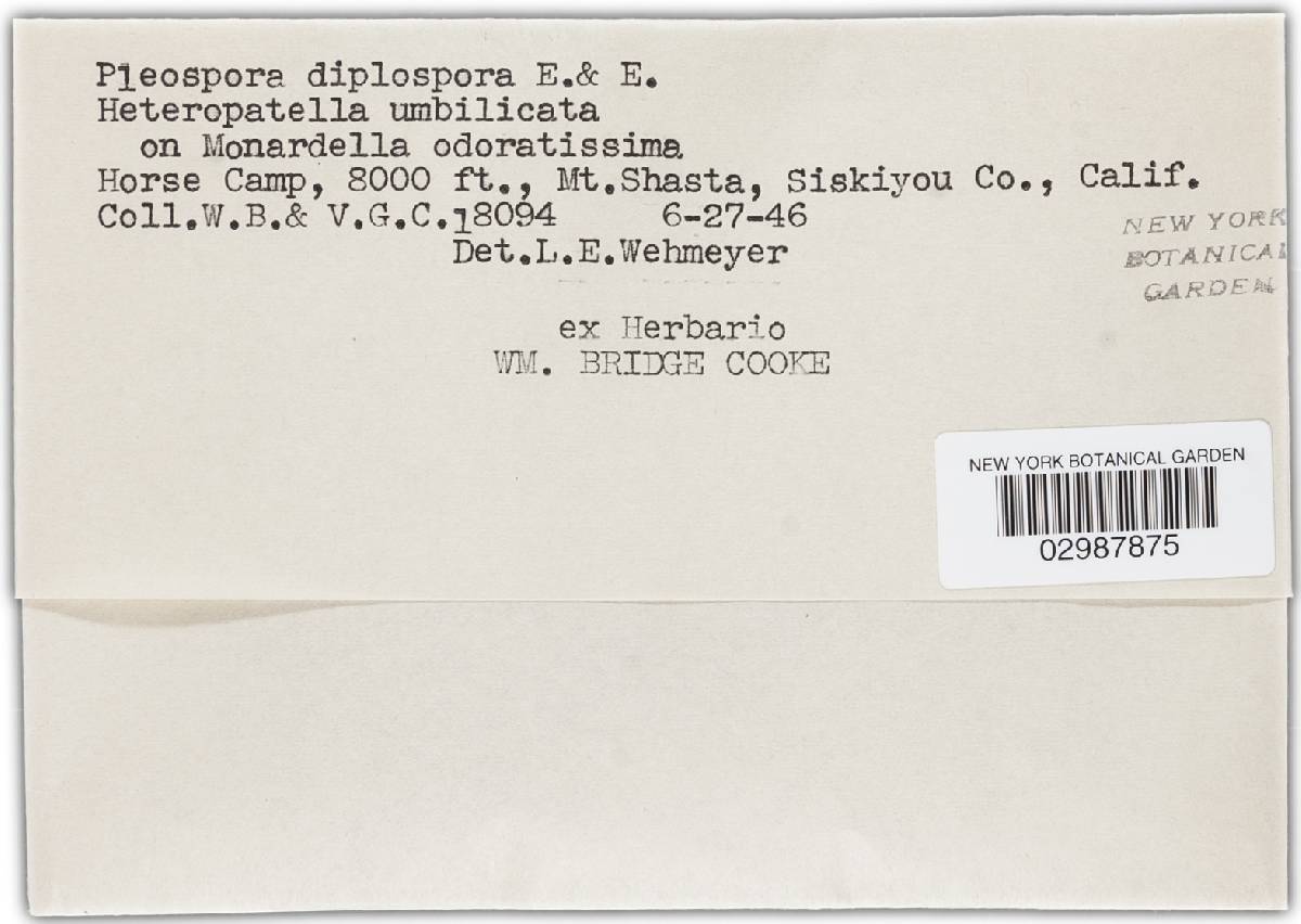 Clathrospora diplospora image