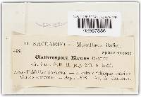 Clathrospora elynae image