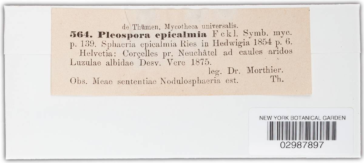 Phaeosphaeria epicalamia image