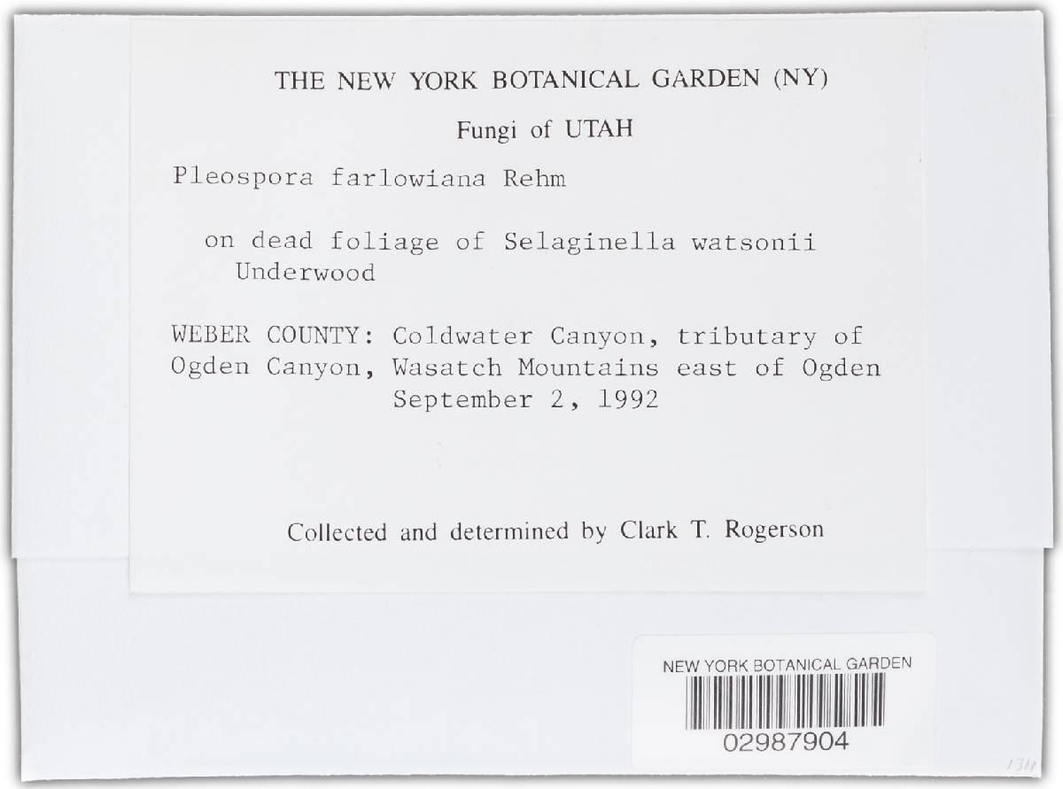 Pleospora farlowiana image