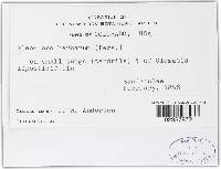 Pleospora herbarum image