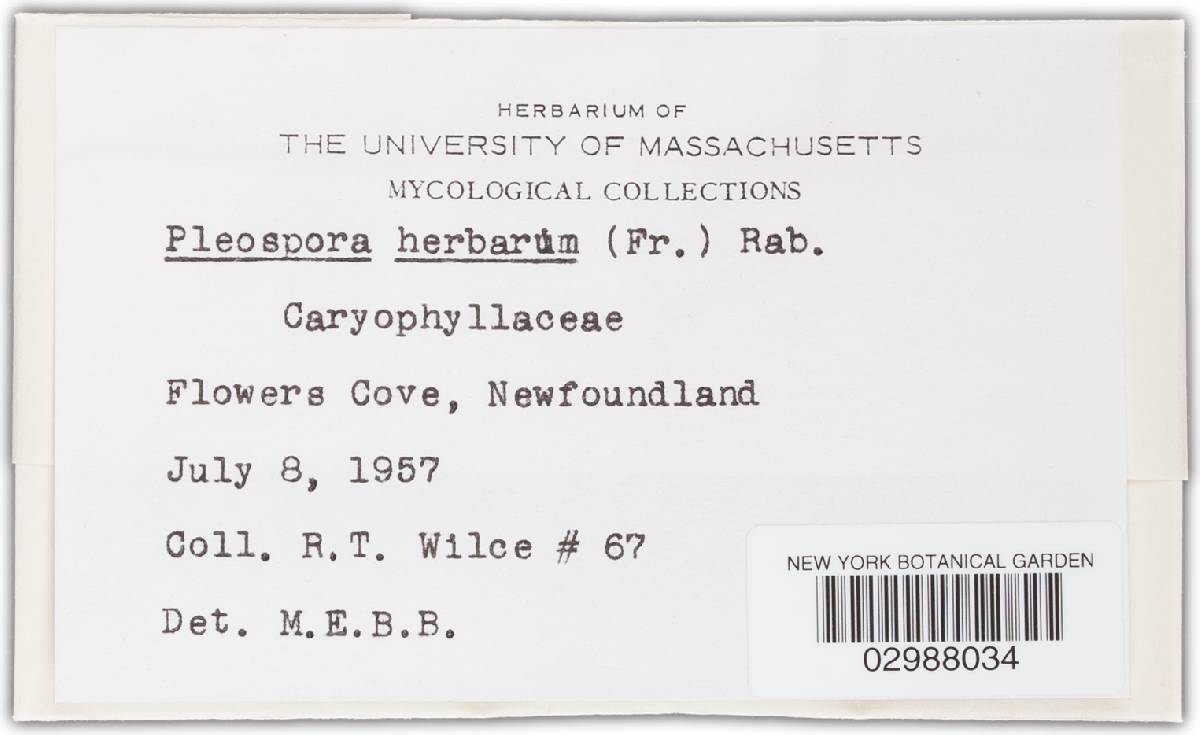 Pleospora herbarum image