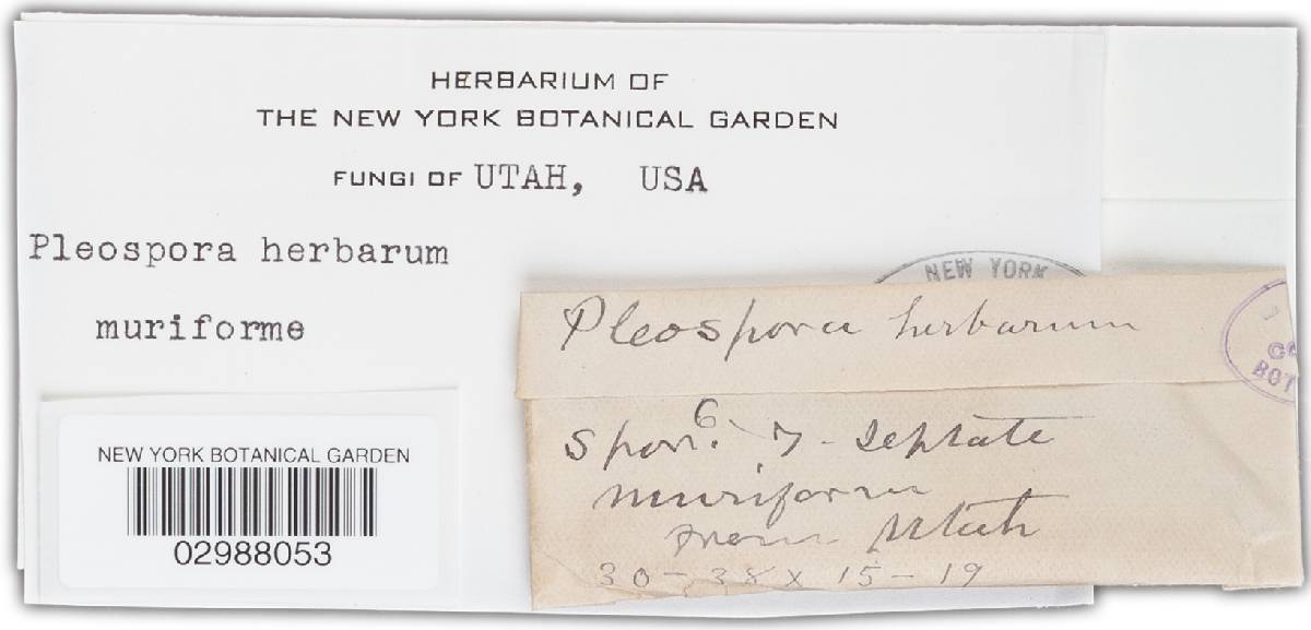 Stemphylium vesicarium image