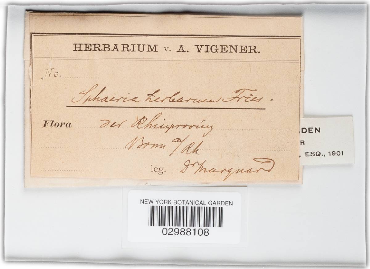 Pleospora herbarum image