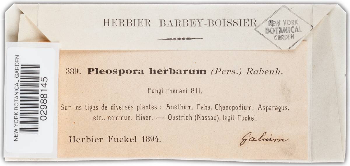 Pleospora herbarum image
