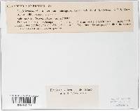 Stemphylium vesicarium image