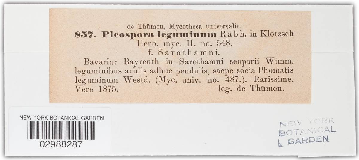 Pleospora herbarum image