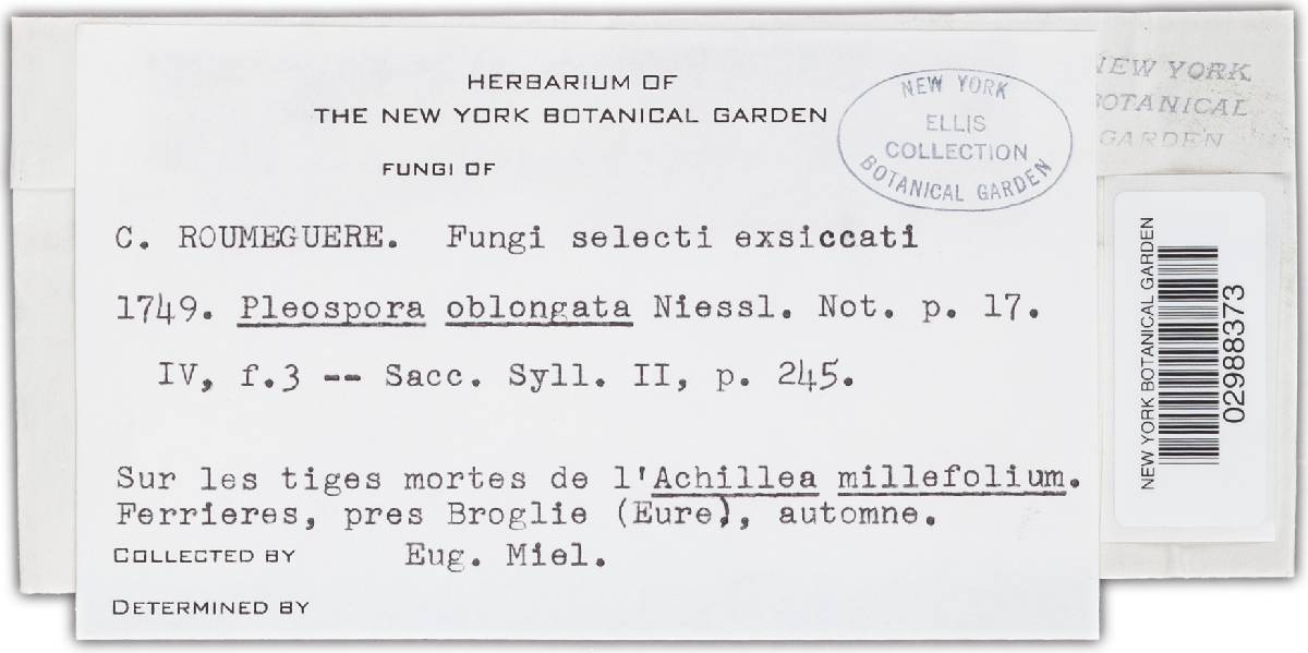 Pleospora oblongata image
