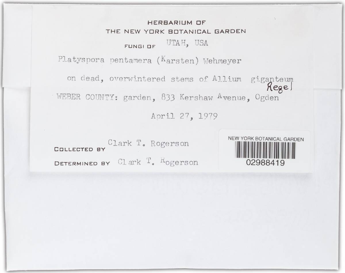 Graphyllium pentamerum image