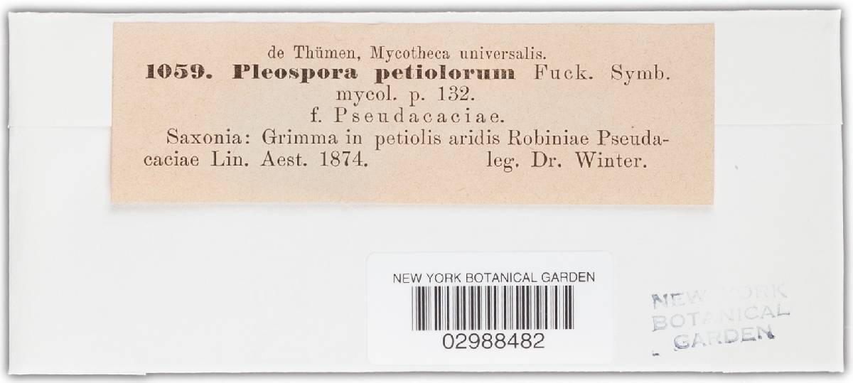Pleospora petiolorum image