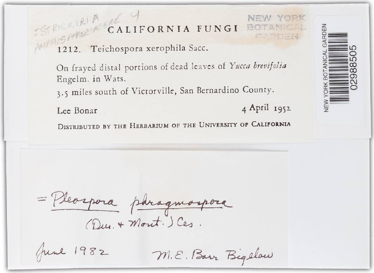 Montagnula phragmospora image